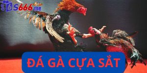 Đá gà cựa sắt