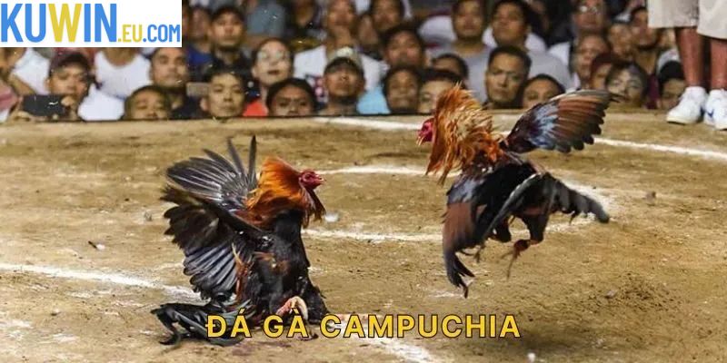 Đá Gà Campuchia